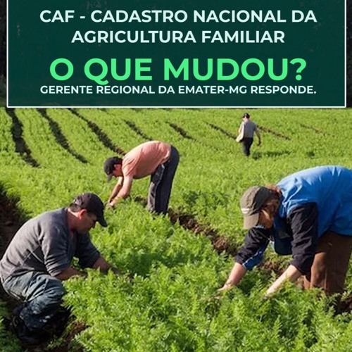 qual a diferença entre CAF e DAP