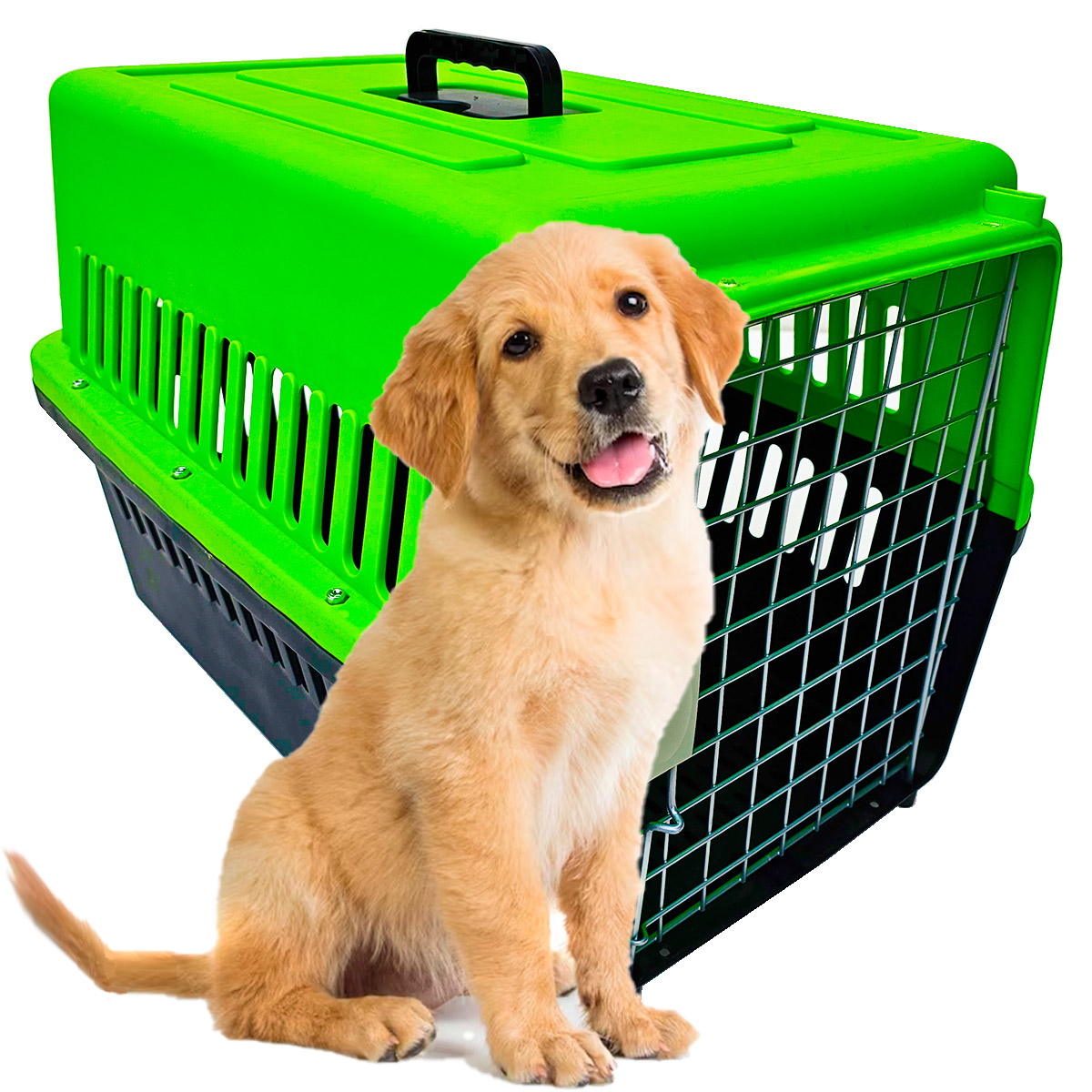 Caixa de transporte ideal: Qual o tamanho certo para cada raça de cachorro?