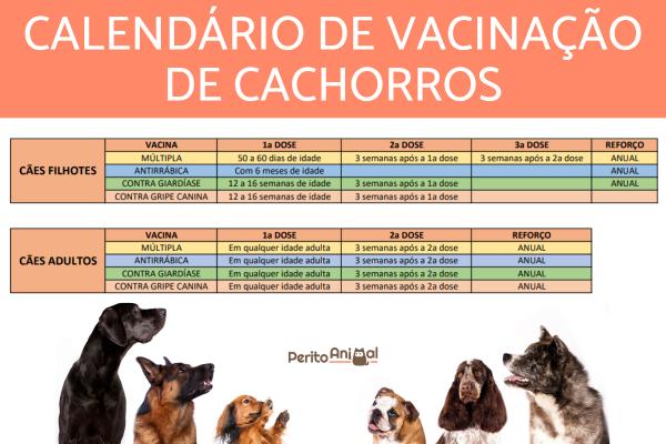 calendário de vacinas para cães