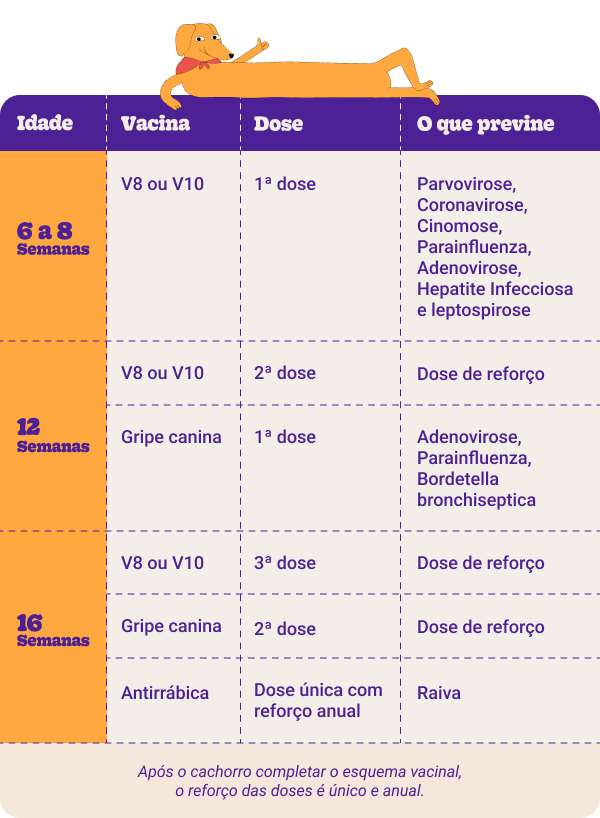 protocolo vacinação cachorro jovem