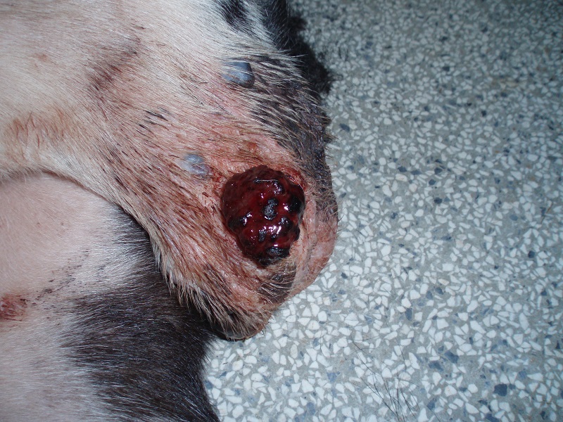 Melanoma e Carcinoma: Entenda os tipos mais comuns de câncer de pele em cães