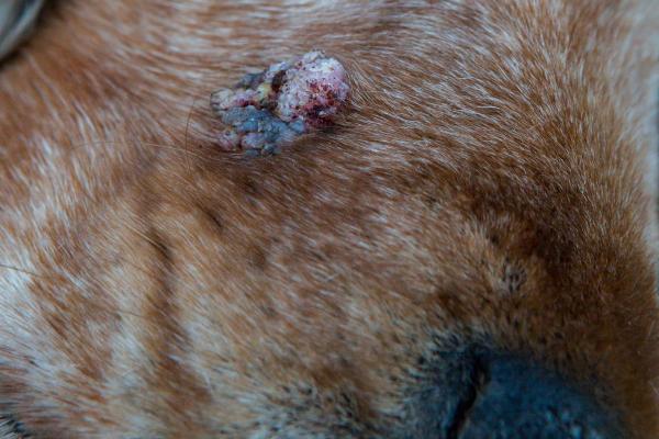 Quimioterapia e mais