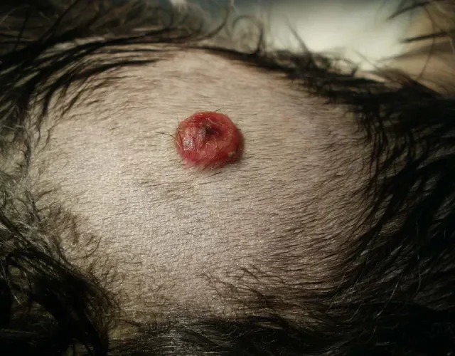 Prevenção do câncer de pele em cães: Dicas essenciais para proteger seu pet do sol