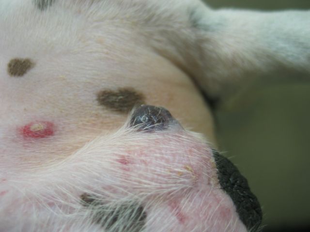 câncer de pele em cães