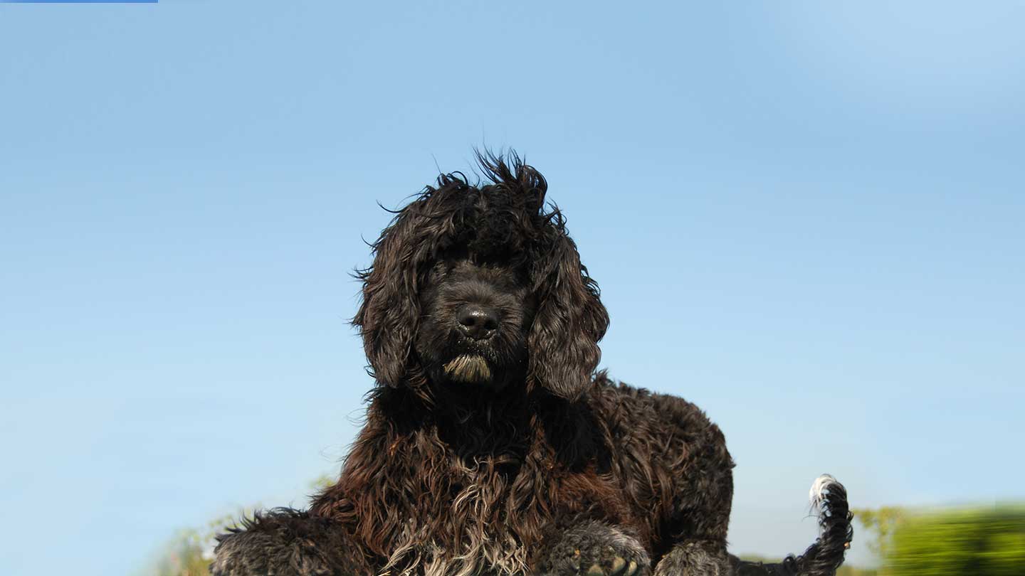 portuguese water dog