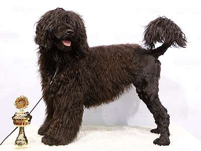 cão de água português