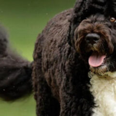 cão de água português