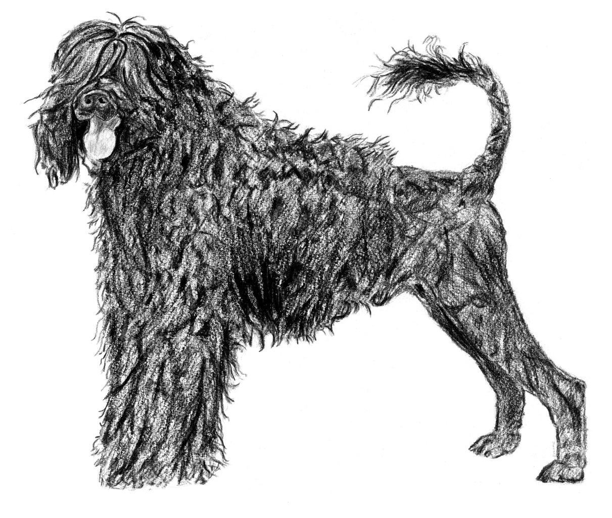 portuguese water dog