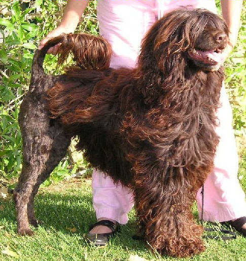 cão de água português