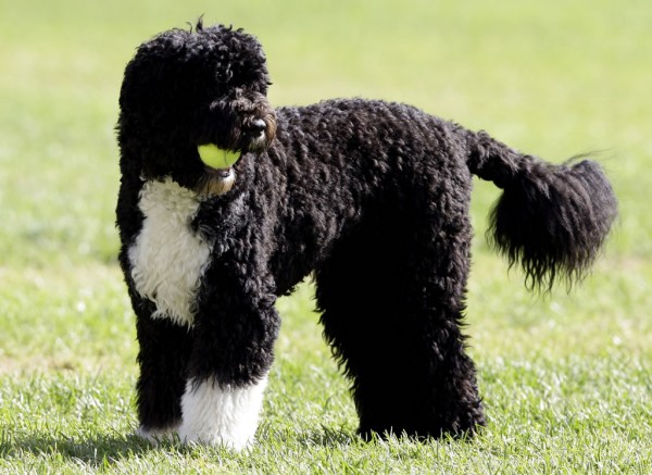 portuguese water dog