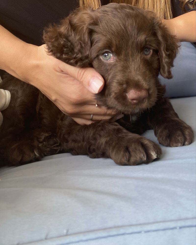 cão de água português