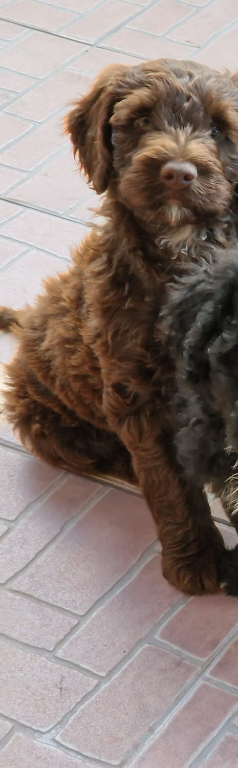 cão de água português