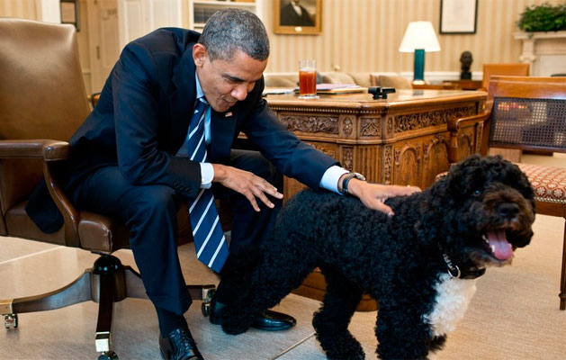 portuguese water dog