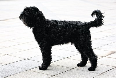 cão de água português