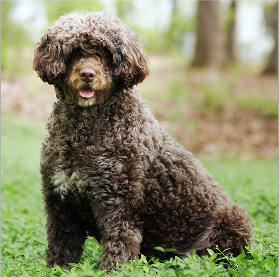 cão de água português