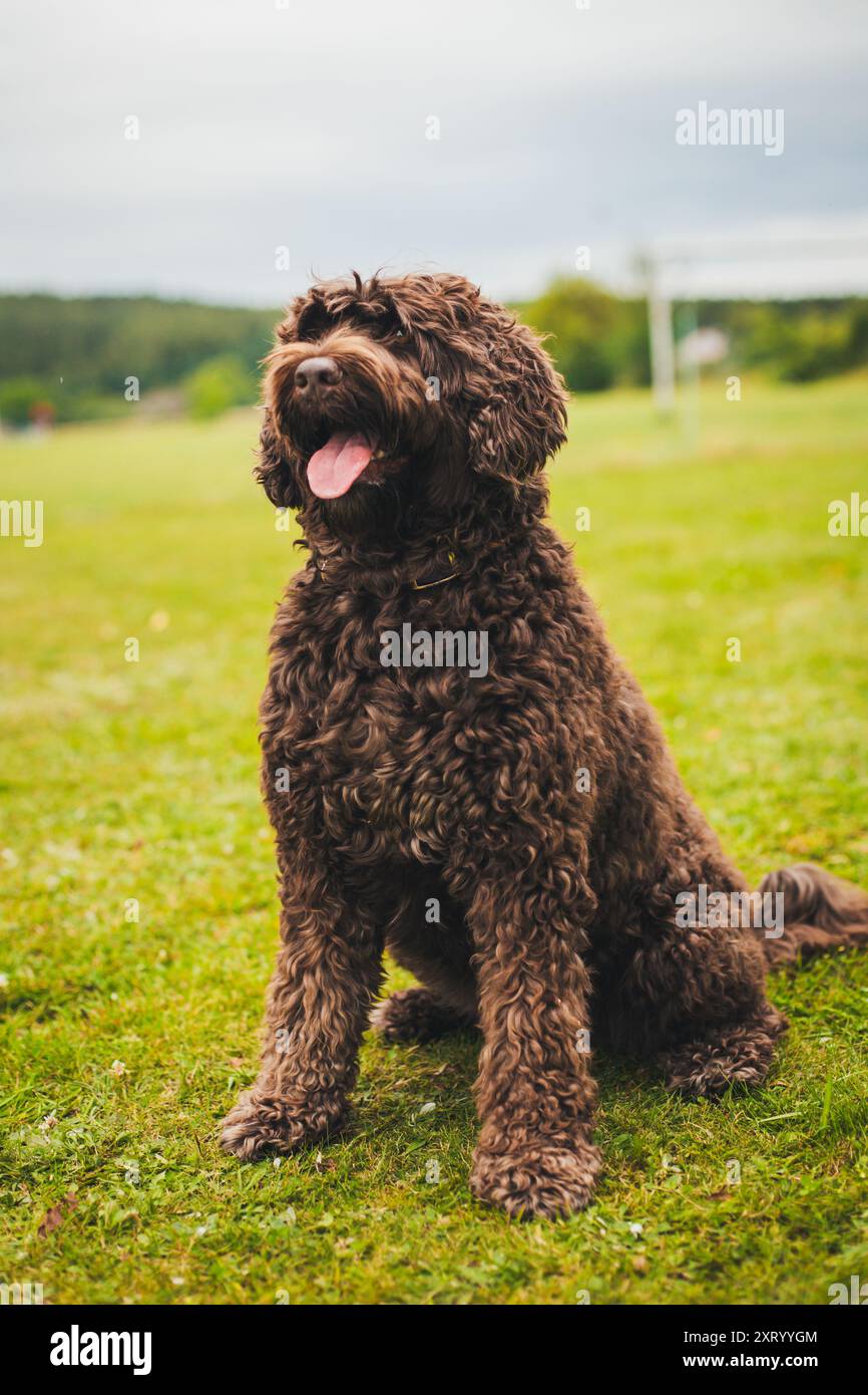 portuguese water dog