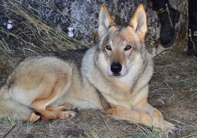 Guia Completo: Como Adestrar um Cão Lobo Checoslovaco