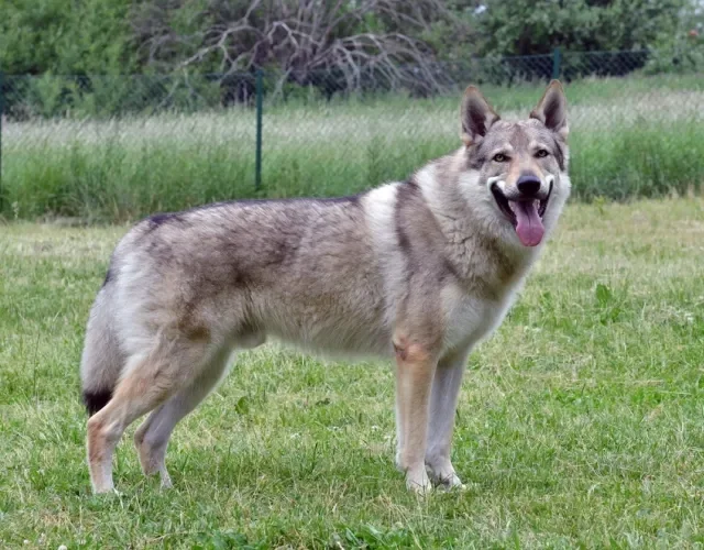 Cuidados Essenciais com o Cão Lobo Checoslovaco: Saúde e Bem-Estar