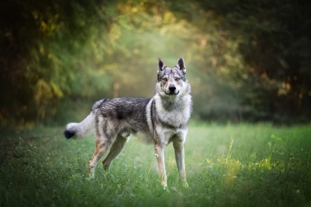 Cão Lobo Checoslovaco no Brasil: Legalidade e Onde Encontrar Criadores