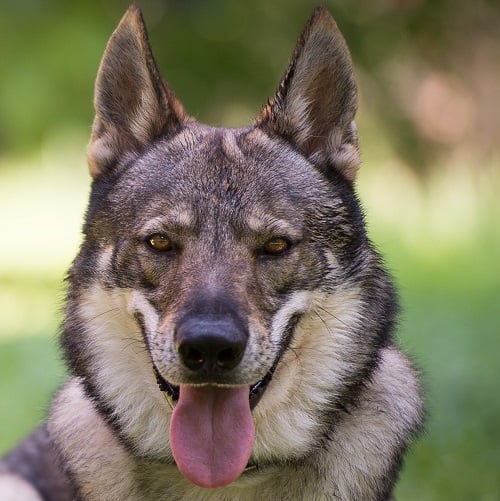 Cuidados Essenciais com o Cão Lobo Checoslovaco: Saúde e Bem-Estar