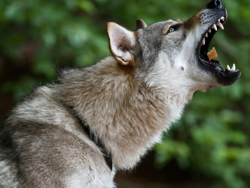 O Temperamento Único do Cão Lobo Checoslovaco: Desafios e Recompensas