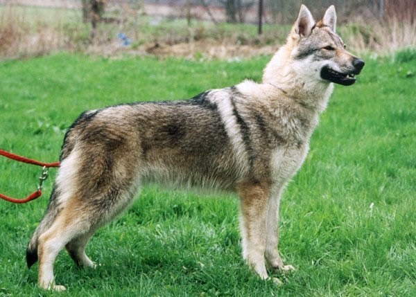 Guia Completo: Como Adestrar um Cão Lobo Checoslovaco