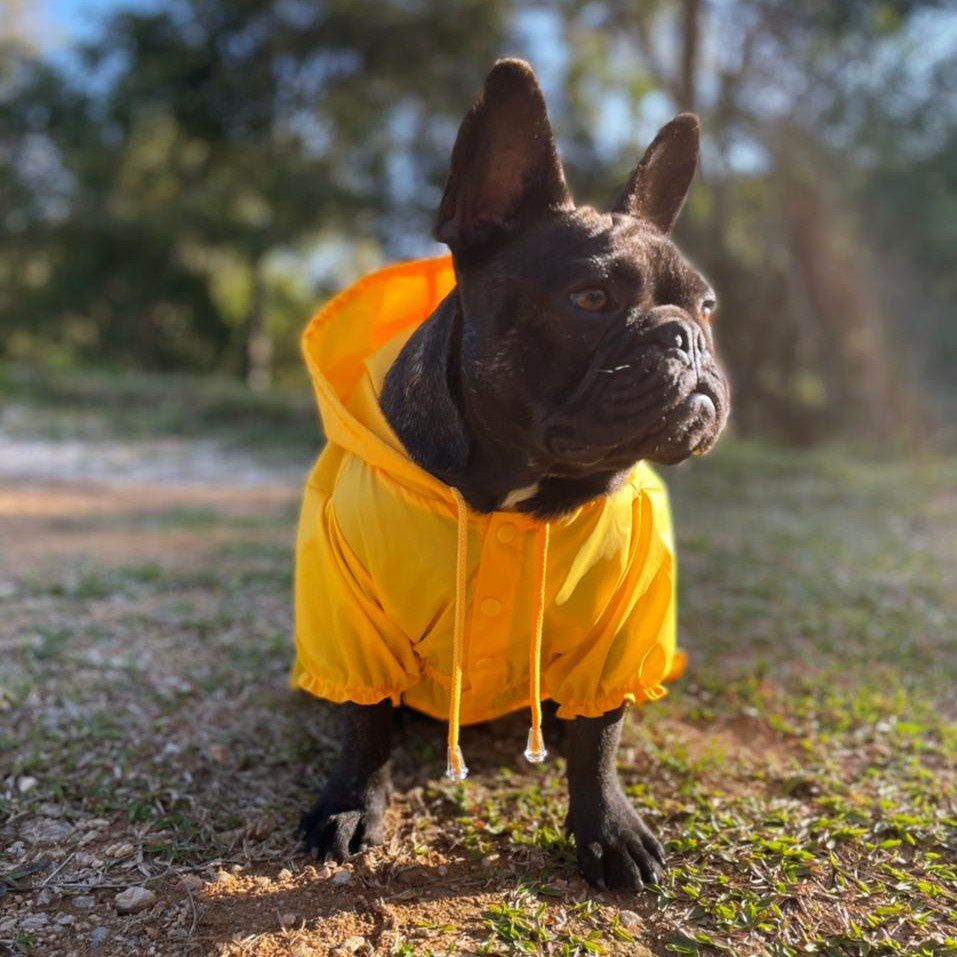 capa de chuva para cachorro