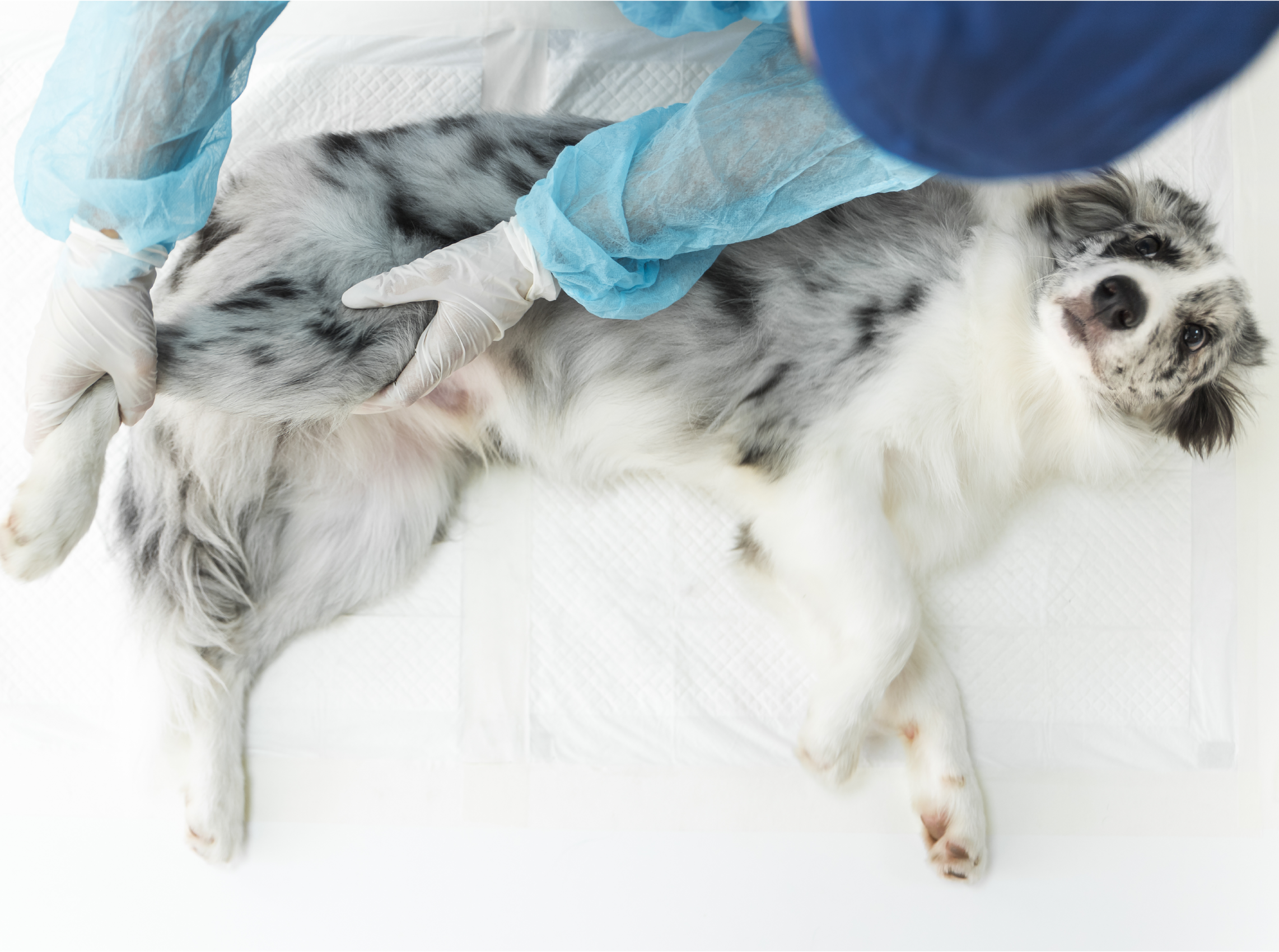 Guia Completo: Benefícios da Castração para a Saúde do seu Cão