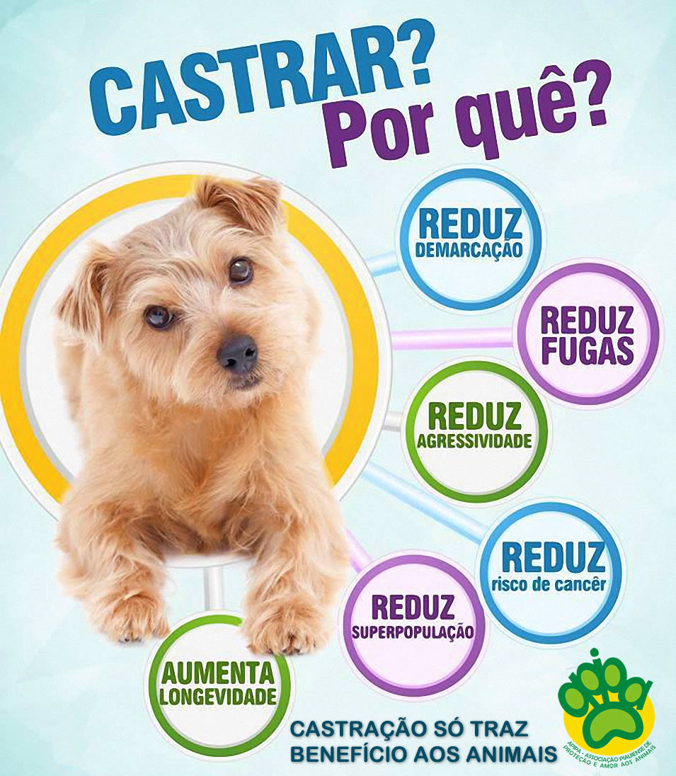 Quando Castrar seu Cachorro: Idade Ideal por Porte e Raça