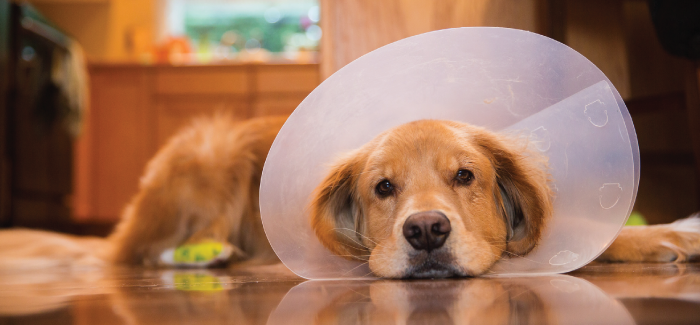 Pós-Operatório da Castração: Cuidados Essenciais para uma Recuperação Rápida