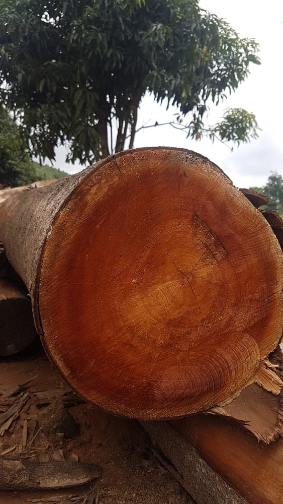 Madeira cedro para construção civil