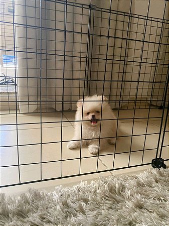 corral portátil para cachorro