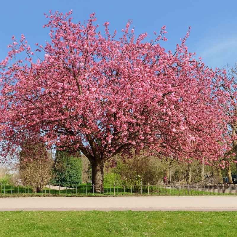Sakura significado