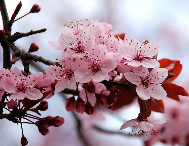 Sakura significado