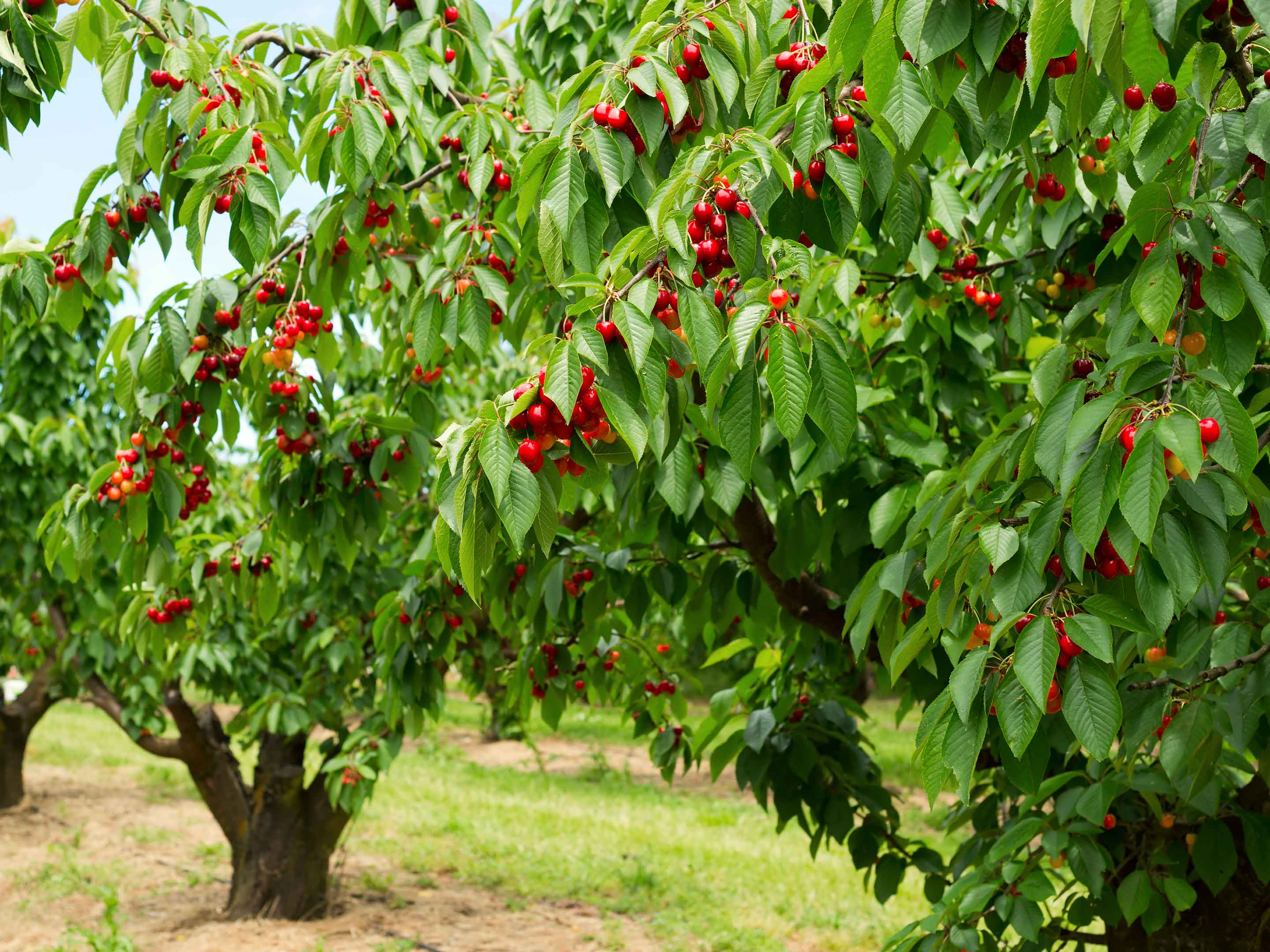 Cerejeira frutífera