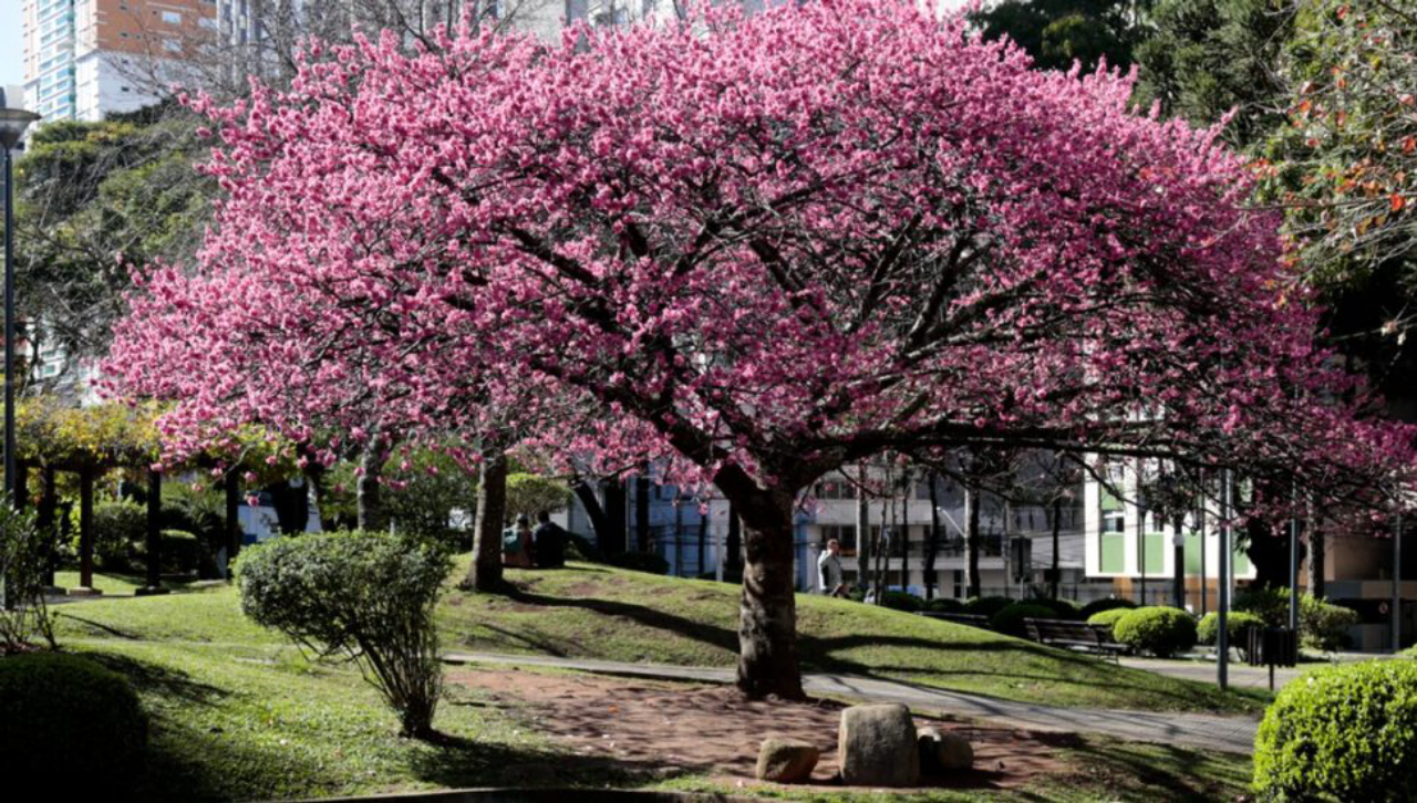 Melhores cidades para ver cerejeiras no Brasil