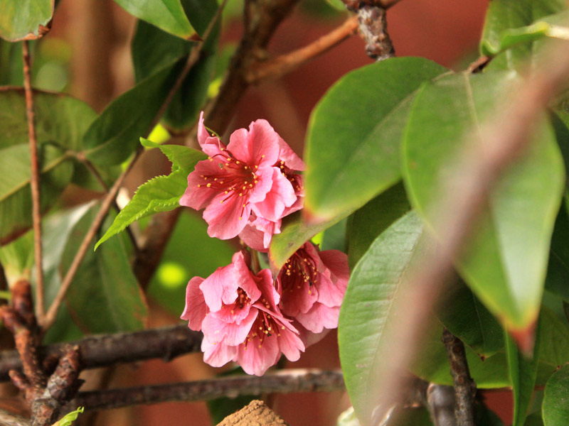 Cultivo de cerejeira em casa