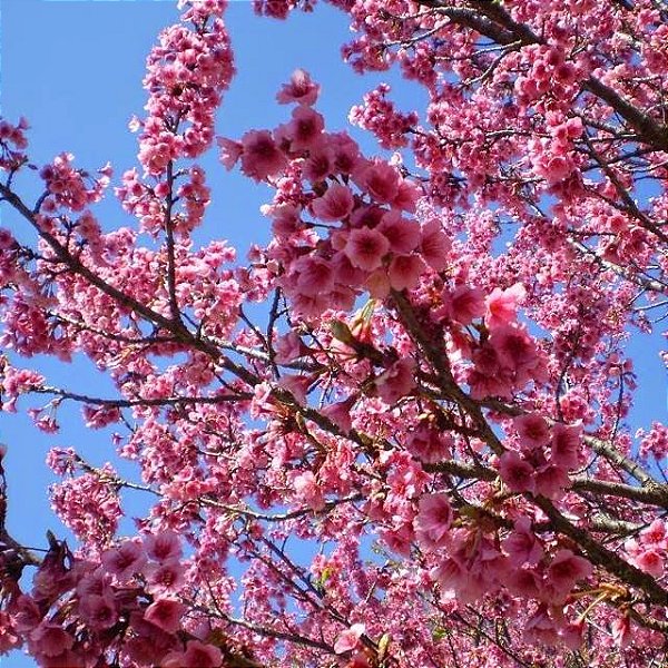 Cerejeira ornamental
