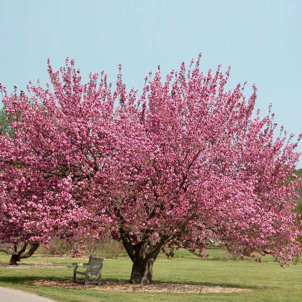 Hanami