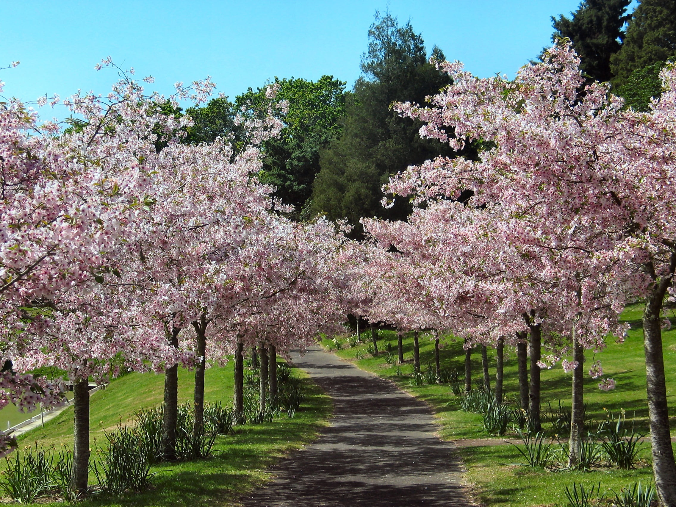Prunus campanulata