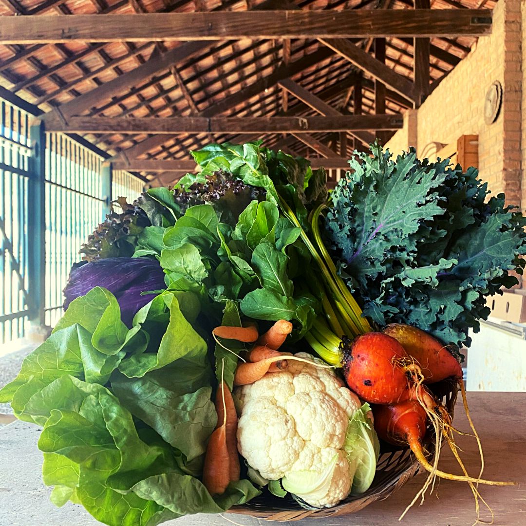 cesta de produtos orgânicos
