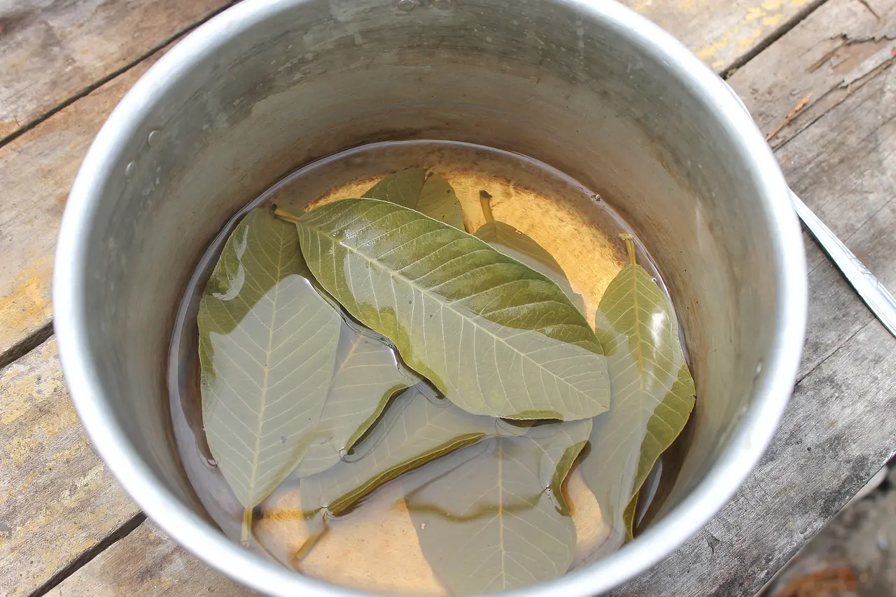 chá de folha de goiaba versus outros chás para diarreia qual o melhor