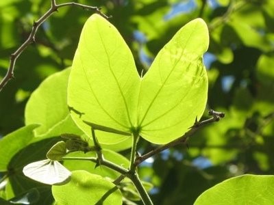 Mitos e Verdades sobre a Pata-de-vaca para Cálculos Renais