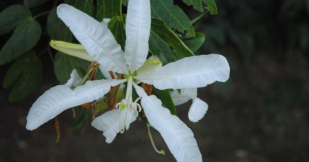 Plantas Medicinais para a Saúde Renal: Além da Pata-de-vaca