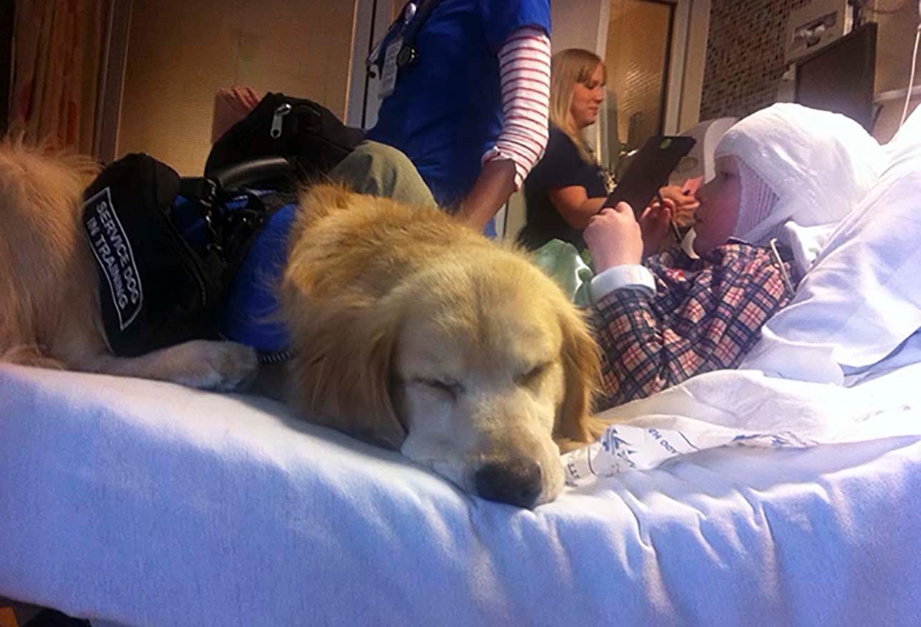 treinamento de cães de terapia