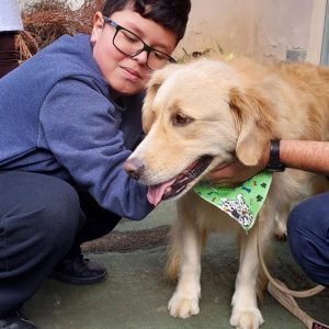 treinamento de cães de terapia