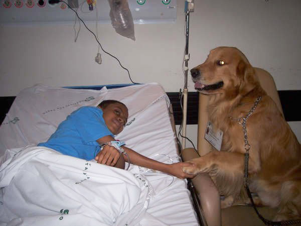 treinamento de cães de terapia