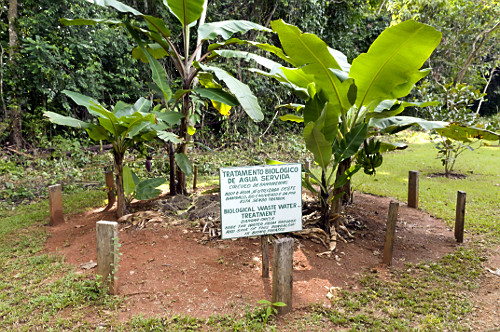 Como Dimensionar o Círculo de Bananeiras para Sua Casa
