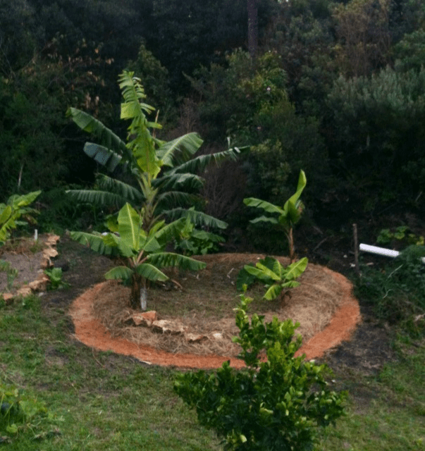 Círculo de Bananeiras vs. Bacia de Evapotranspiração: Qual Escolher?