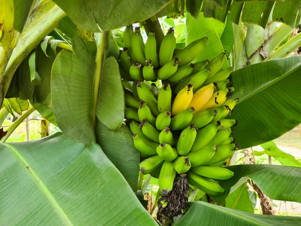 Plantas Ideais para o Círculo de Bananeiras em Diferentes Climas